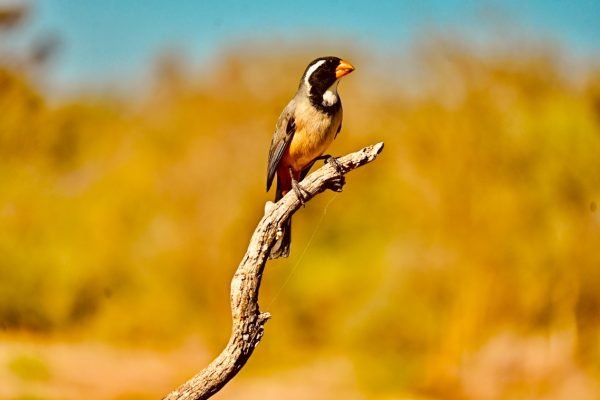 Rancho Viejo en Altos de Chipión