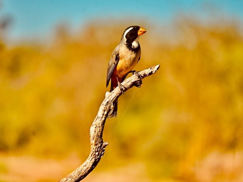 Rancho Viejo en Altos de Chipión