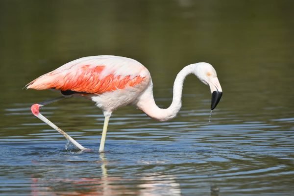PARQUE NACIONAL ANSENUZA