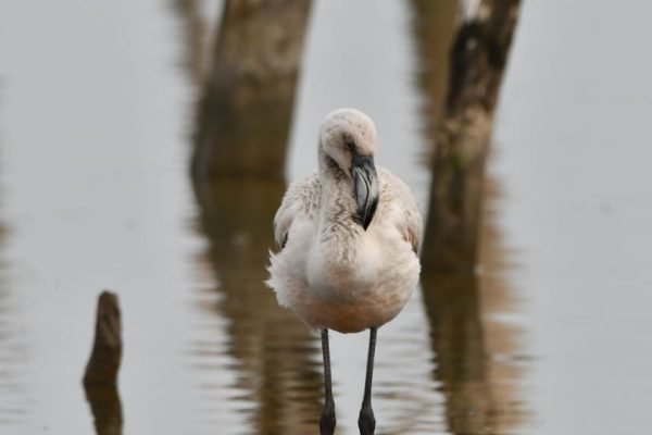 PARQUE NACIONAL ANSENUZA
