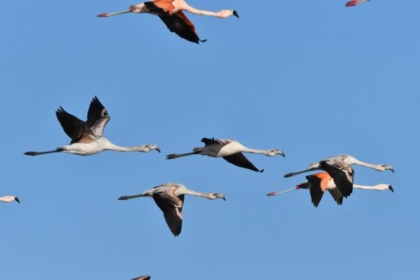 PARQUE NACIONAL ANSENUZA