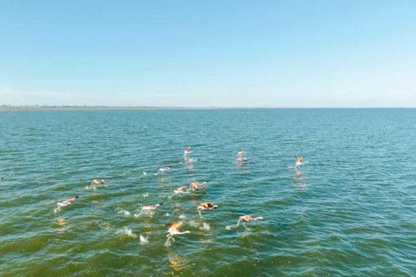 Portal Área Protegida Ansenuza