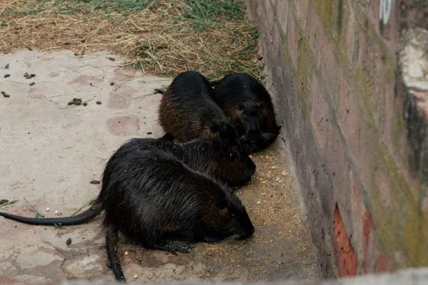 Criaderos de nutrias (coipo)