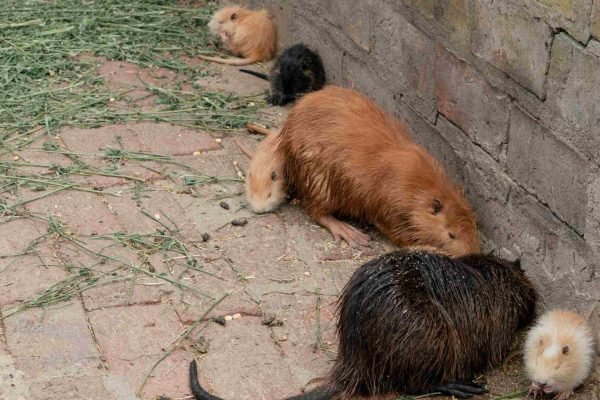 Criaderos de nutrias (coipo)