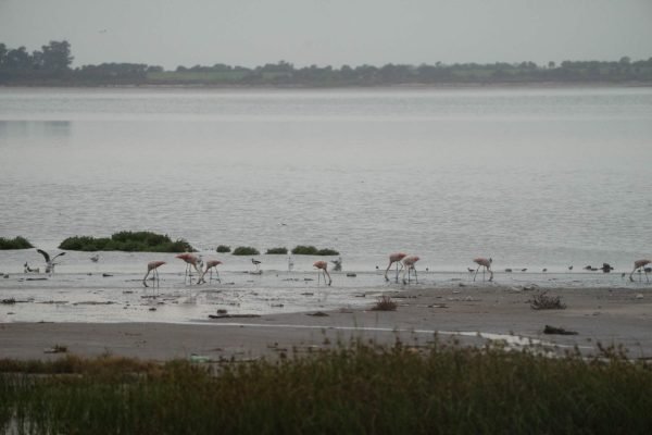 Reserva Municipal “Bahía de Ansenuza”