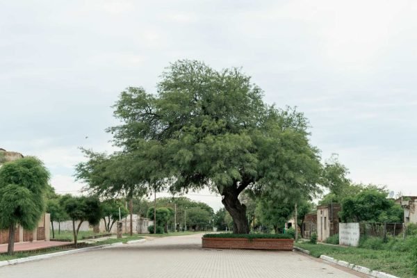 Algarrobo Histórico