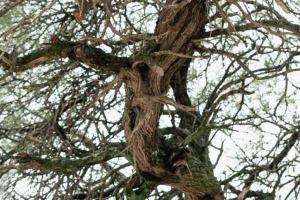 Algarrobo Histórico