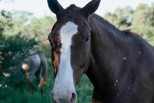 Reserva Comunal Las Saladas (32 ha)