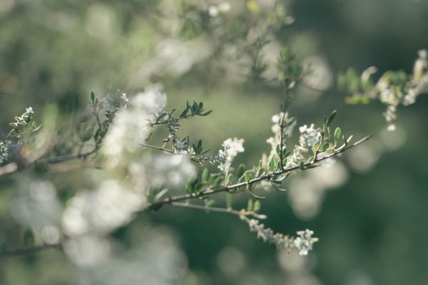 Reserva Comunal Las Saladas (32 ha)