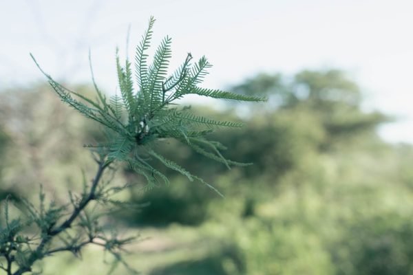 Reserva Comunal Las Saladas (32 ha)